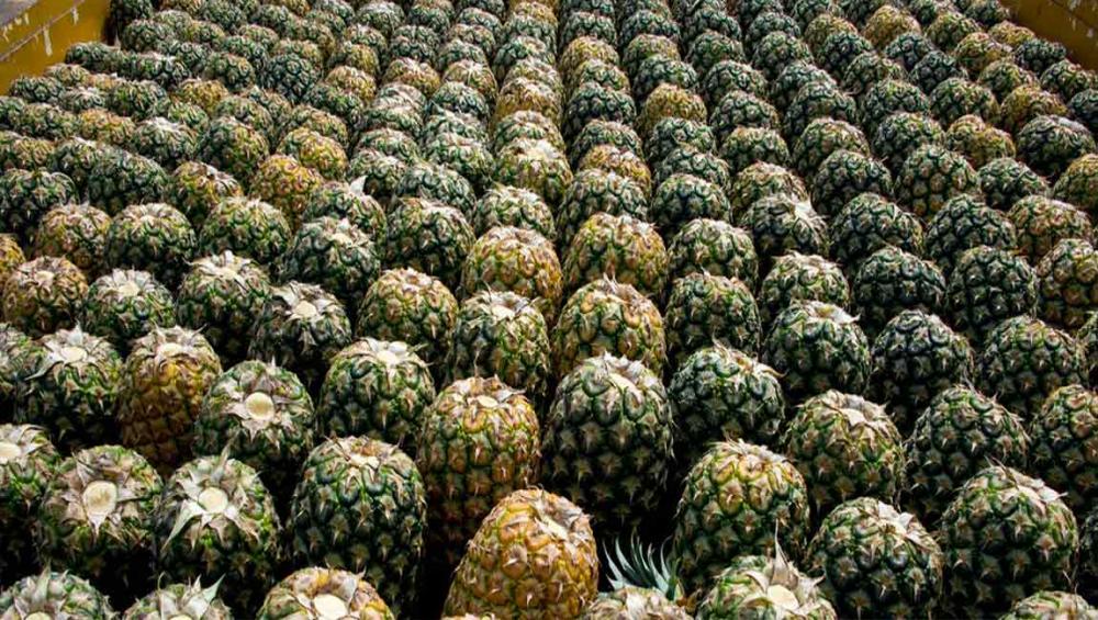 A bio-based, reuse economy can feed the world and save the planet – UN agency