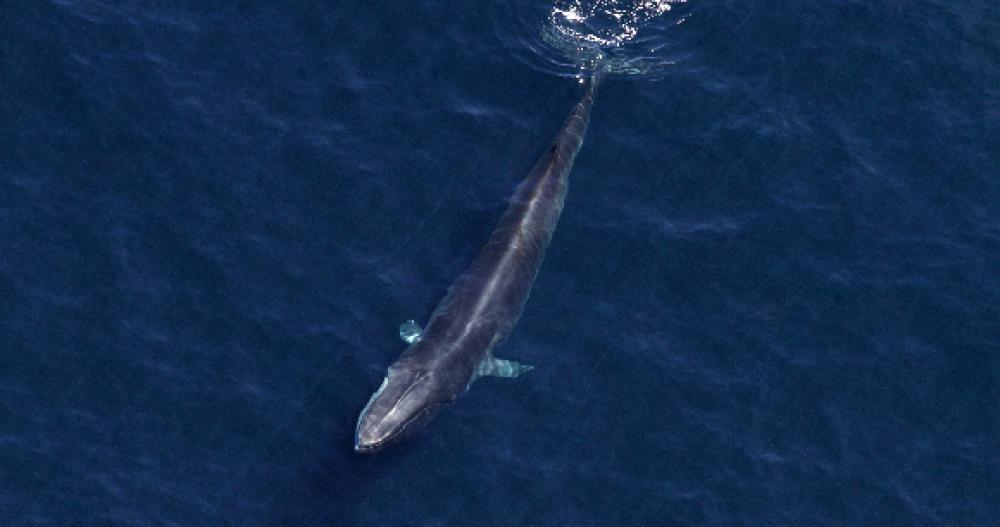 AWI welcomes Iceland