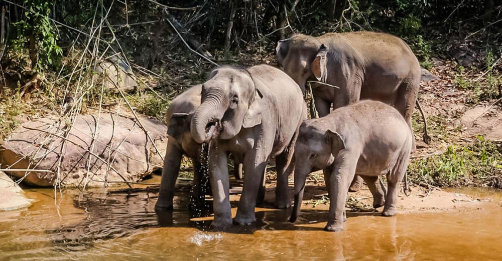 Ten new migratory species protected under global wildlife agreement