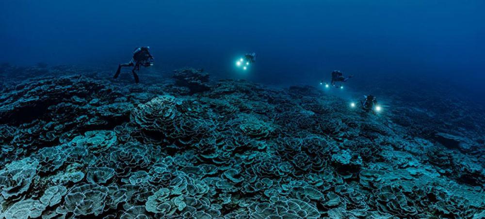 Rare coral reef discovered near Tahiti is ‘like a work of art’, says diver
