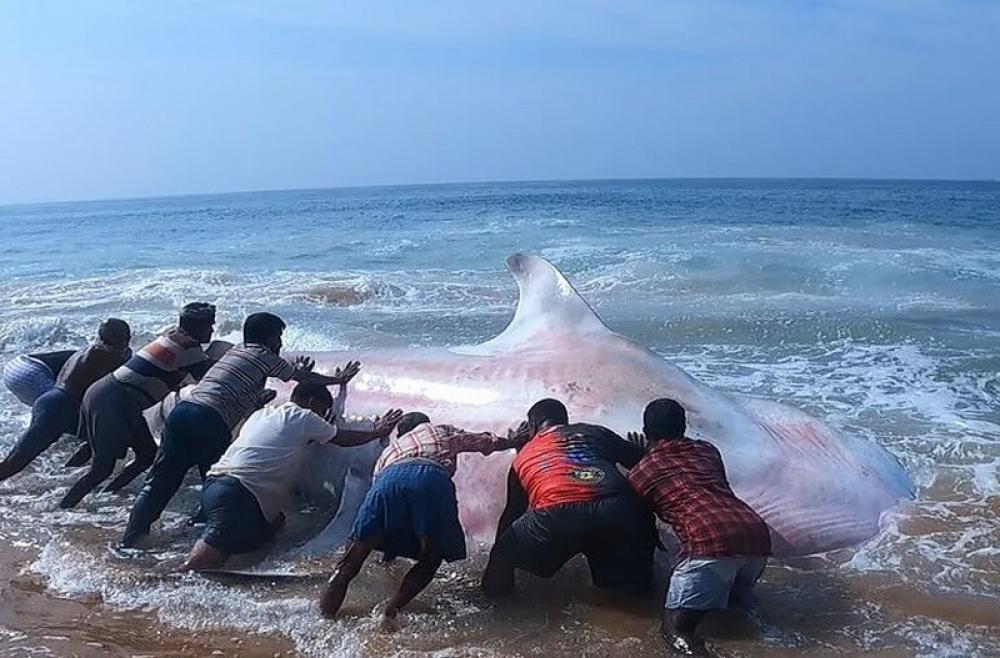In the last two decades or so, over a thousand whale sharks have been rescued and released along India’s west coast. Fishers that once hunted the whale shark, now voluntarily cut their nets to free trapped sharks, with Wildlife Trust of India compensating them for their losses. Photo: Wildlife Trust of India.