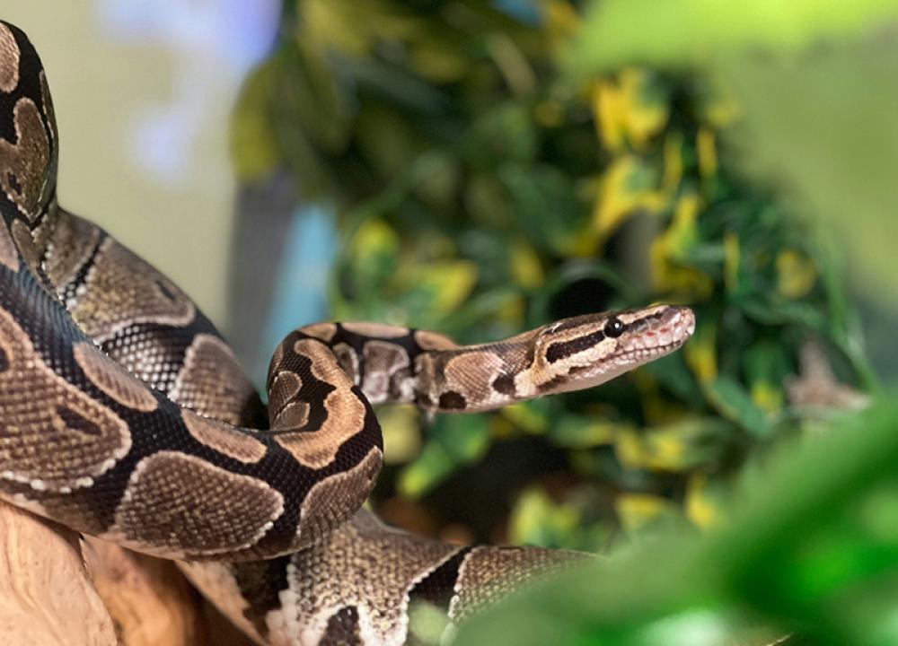 Climate change reshapes snake maps &mdash; And raises human danger 