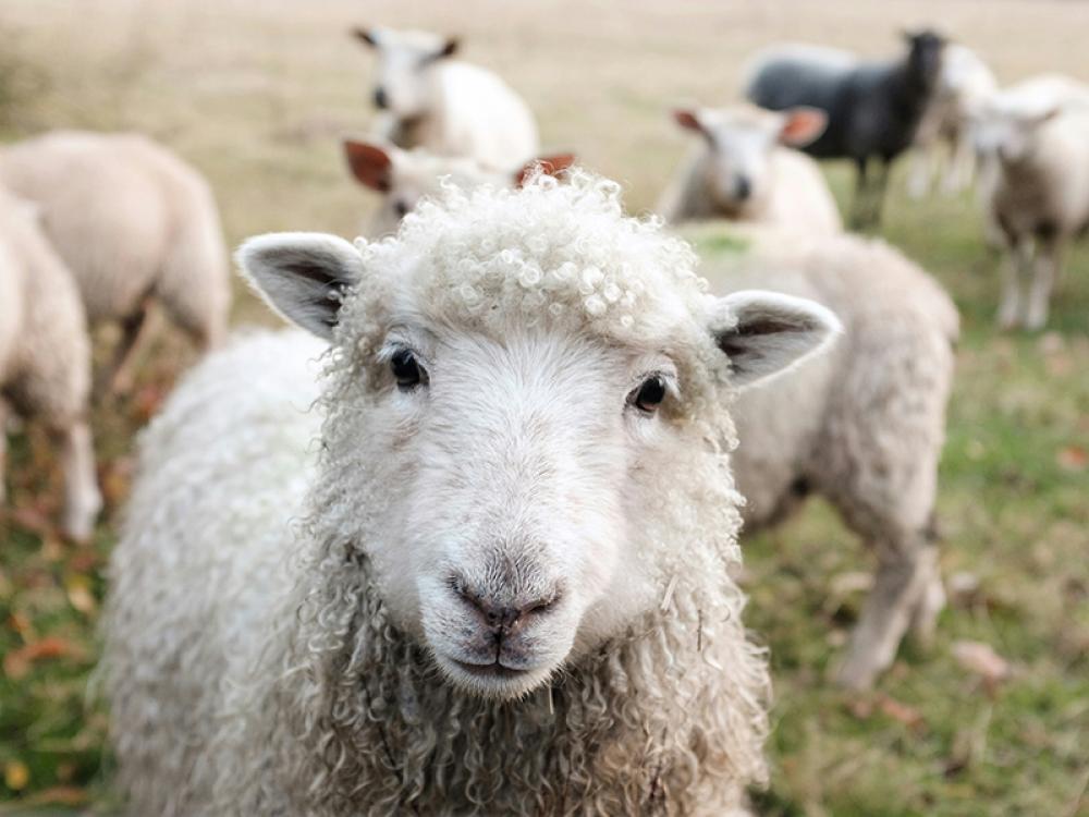 Panic in Pakistan: Sudden sheep deaths leave shepherds devastated 
