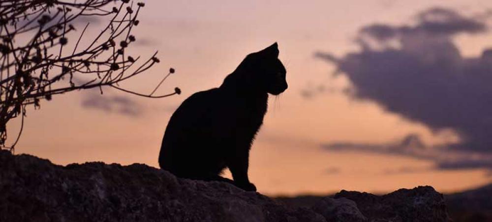 &lsquo;Low risk&rsquo; for humans, as cats in Poland test positive for avian influenza