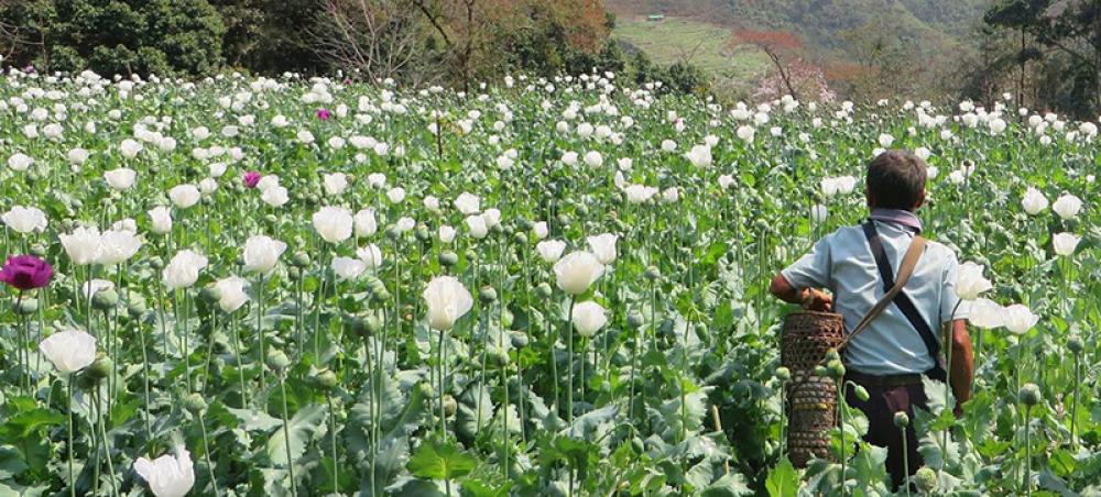 Myanmar overtakes Afghanistan to become world&rsquo;s top opium producer