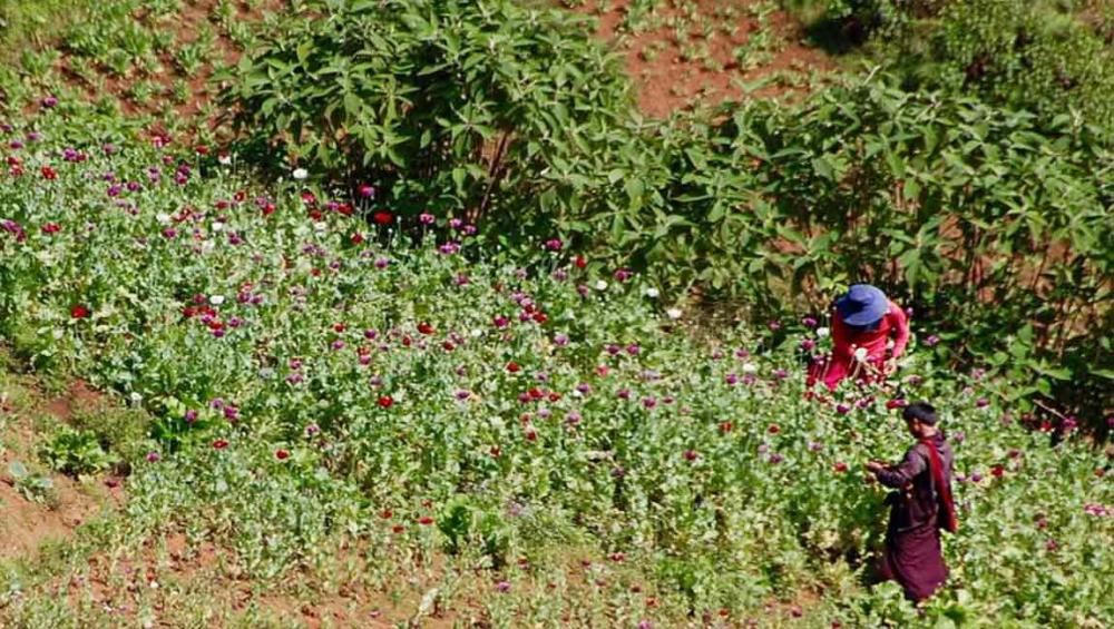 Myanmar: opium cultivation down 25 per cent, but conflict areas remain 'safe haven' for drug traders