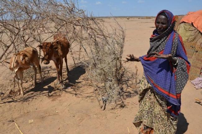 Drought drives food price spike in East Africa, UN warns